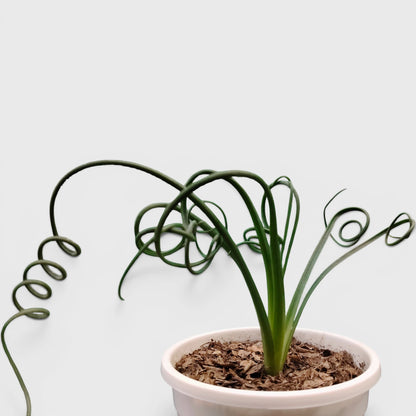 Albuca Spiralis Frizzle Sizzle-Exotic Rare Succulent Plant | Spiral Bulb Plant