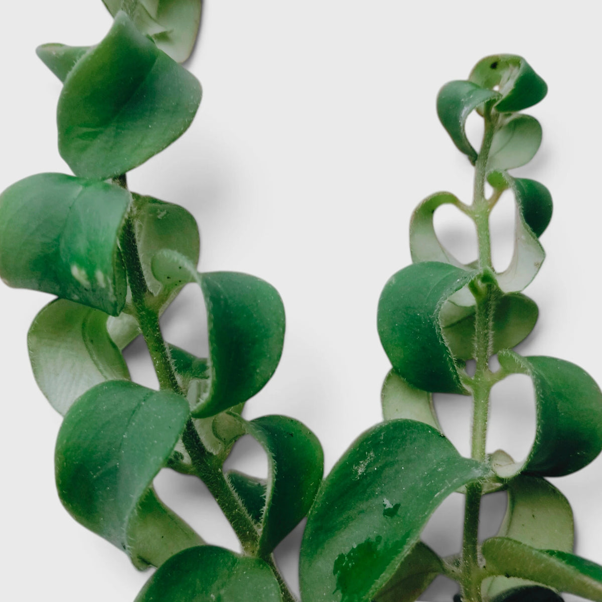 Aeschynanthus Radicans Curly Lipstick Plant – Trailing Flowering Plant