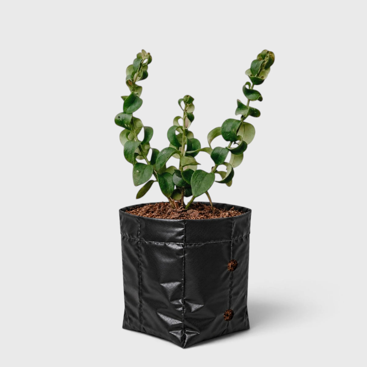 Aeschynanthus Radicans Curly Lipstick Plant – Trailing Flowering Plant