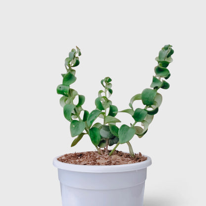 Aeschynanthus Radicans Curly Lipstick Plant – Trailing Flowering Plant