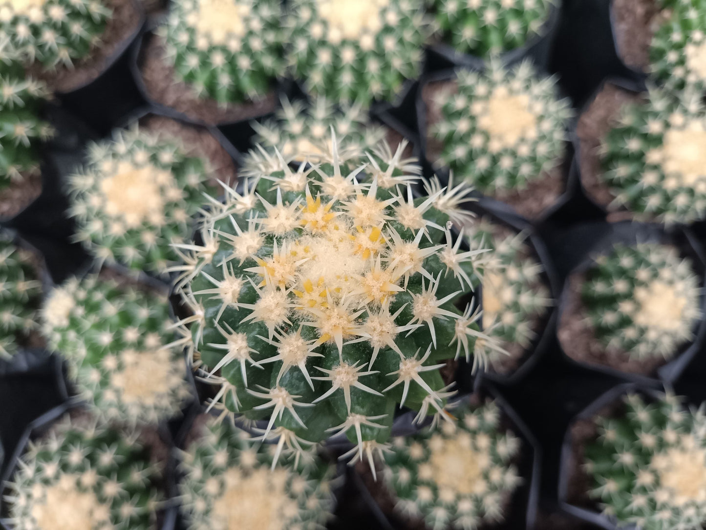 Curvy Spines Cactus - Echinocactus grusonii - My Store