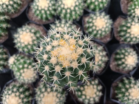 Curvy Spines Cactus - Echinocactus grusonii - My Store