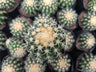Curvy Spines - Echinocactus Grusonii Rare Cactus – Bare-Rooted