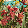 Cymbidium Orchid 008 – Premium Blooming Orchid