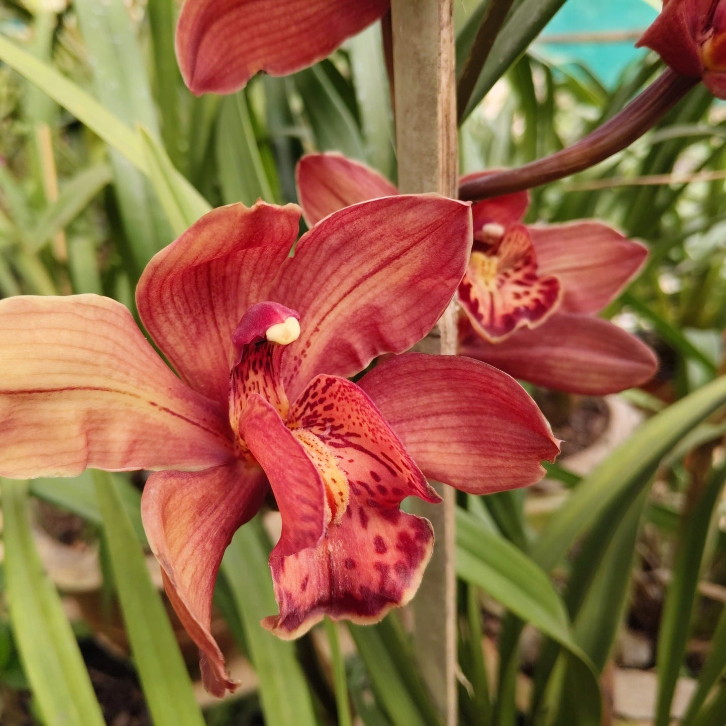 Cymbidium Orchid 008 – Premium Blooming Orchid