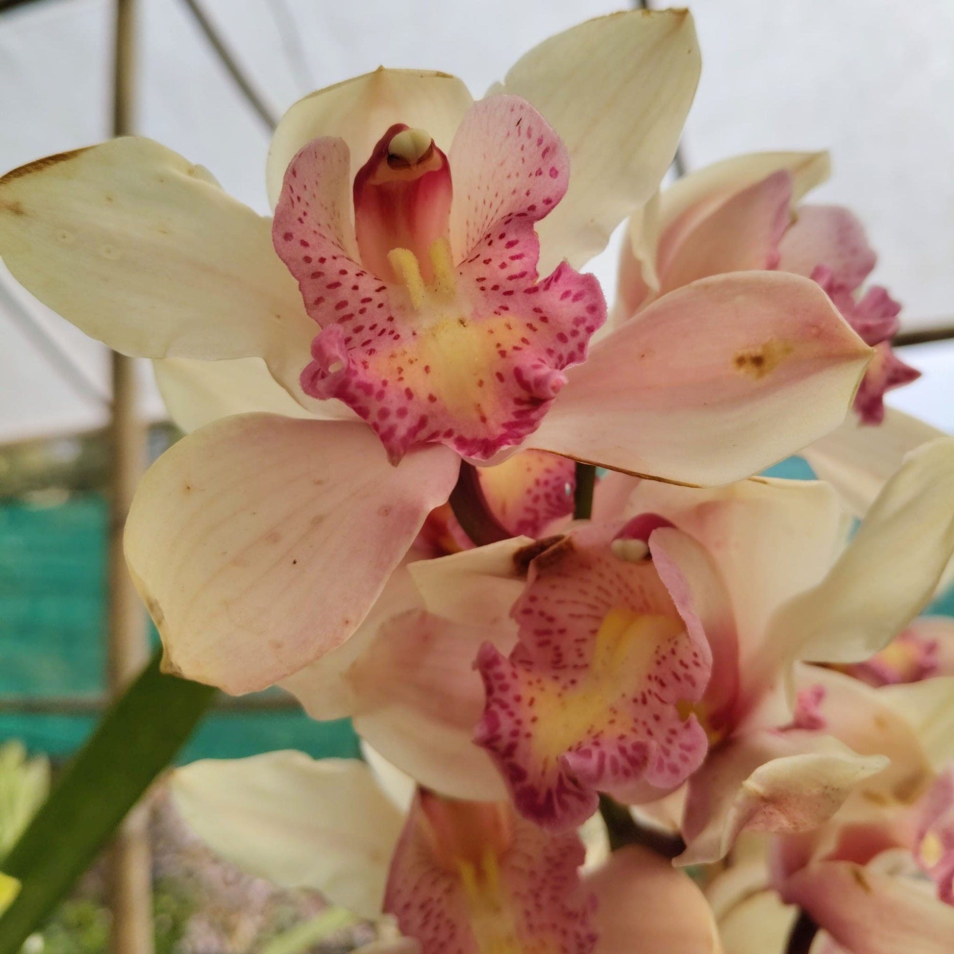 Lady Leopard Cymbidium Orchid – Premium Orchid Bloom
