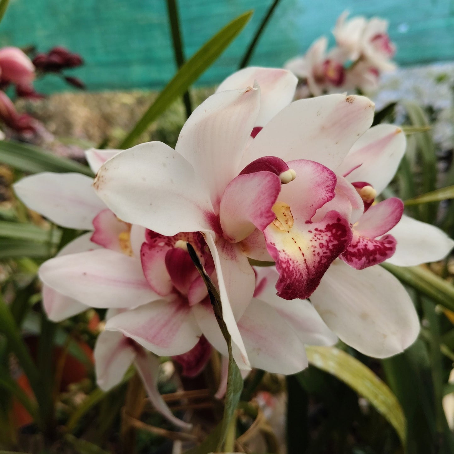 Close up of Cymbidium White Angel bloom