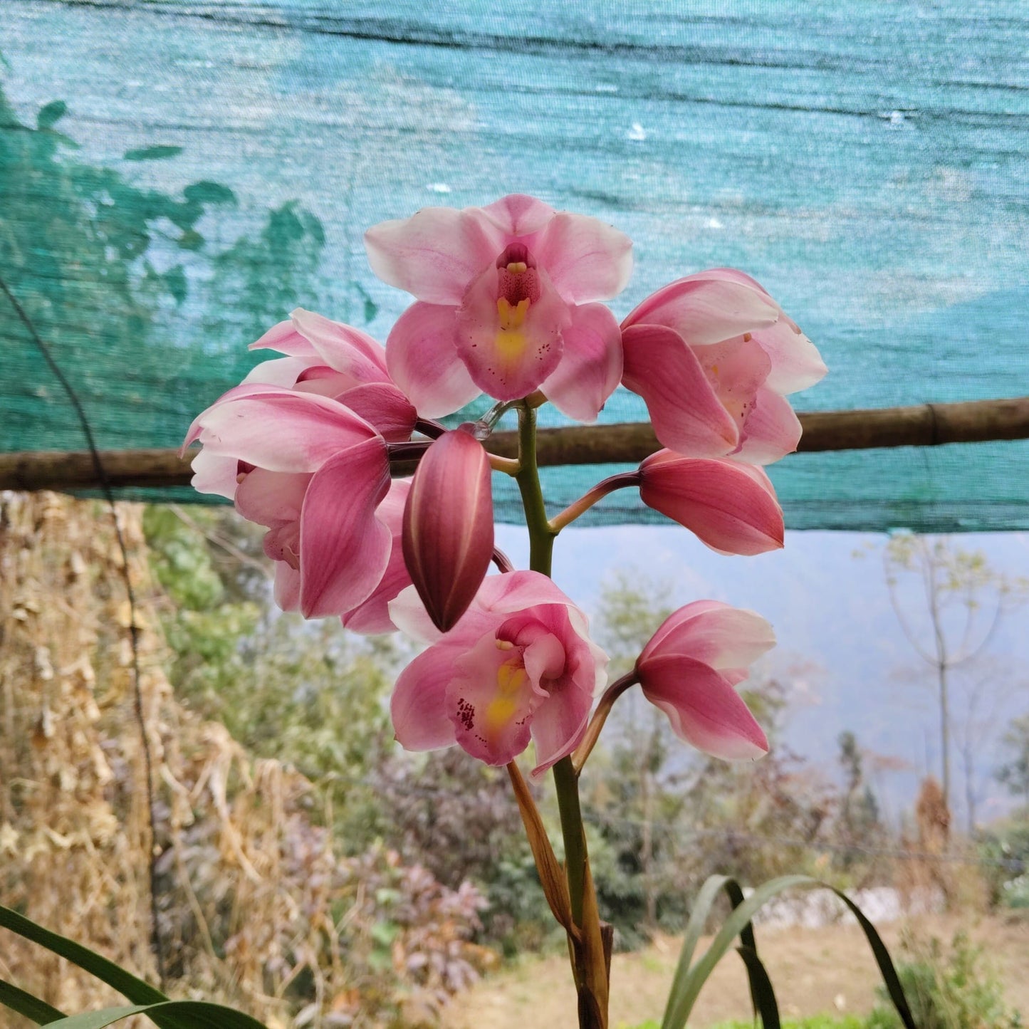 Cymbidium Orchid Pink 011 – Symbol of Friendship, Respect & Luxury