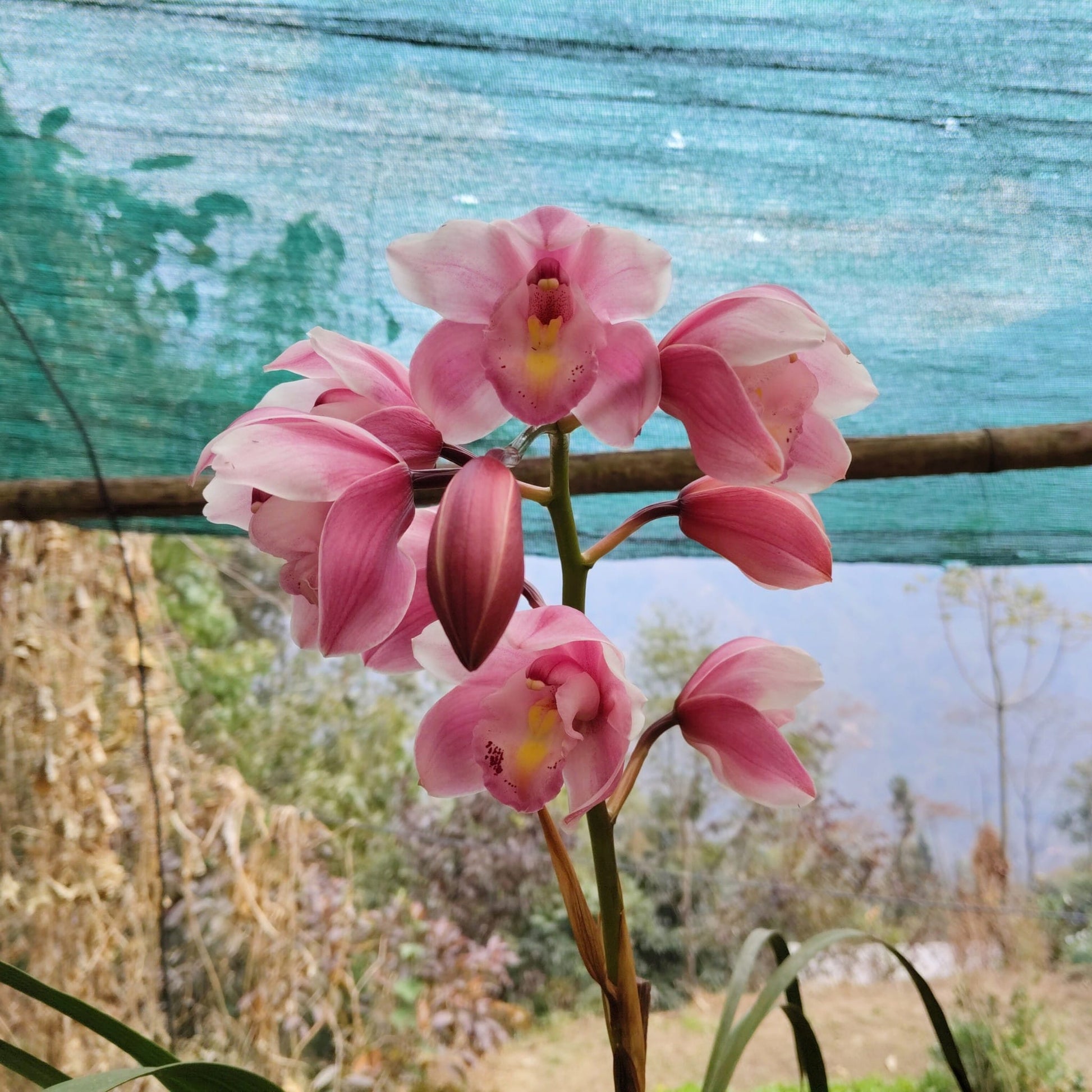 Cymbidium Orchid Pink 011 – Symbol of Friendship, Respect & Luxury