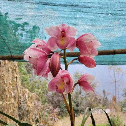 Cymbidium Orchid Pink 011 – Symbol of Friendship, Respect & Luxury