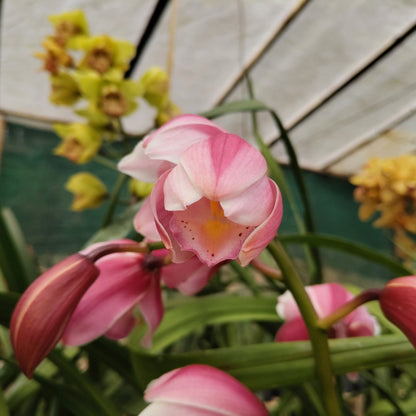 Cymbidium Orchid Pink 011 – Symbol of Friendship, Respect & Luxury