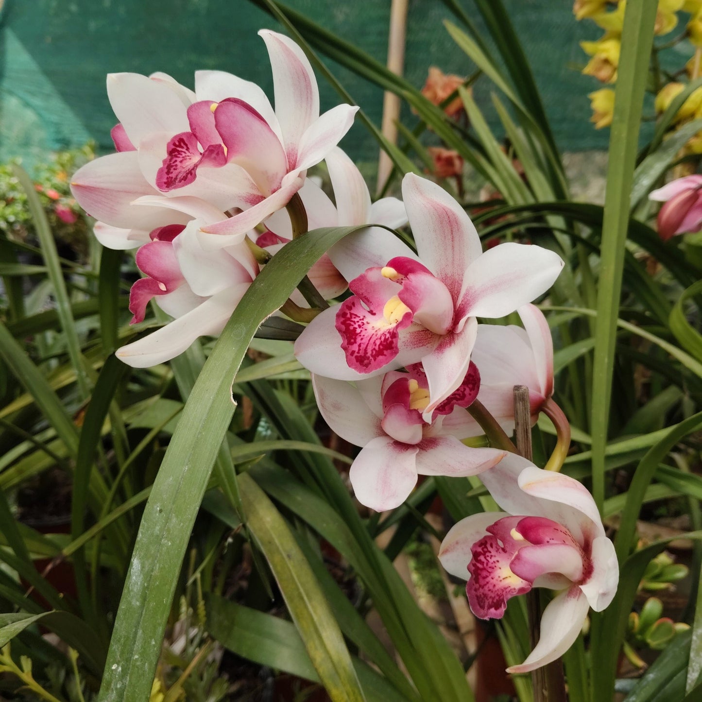 Cymbidium White Angel Orchid 010 white blooms