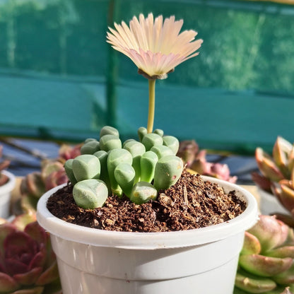 Fenestraria Rhopalophylla (Baby Toes) Succulent | Bare-Rooted – Nature’s Little Wonder