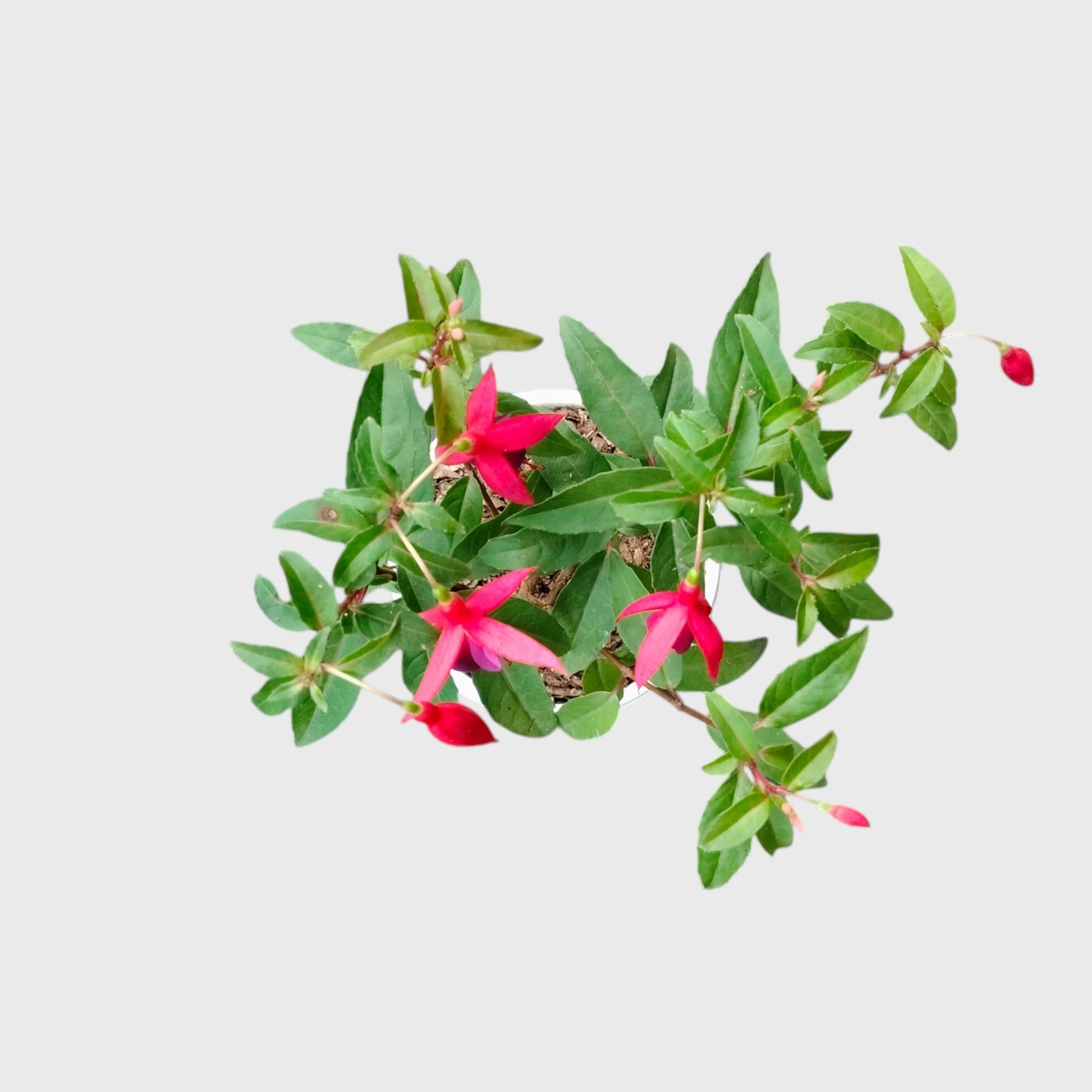 Fuchsia Dancing Doll – Hanging Lantern Flower Plant