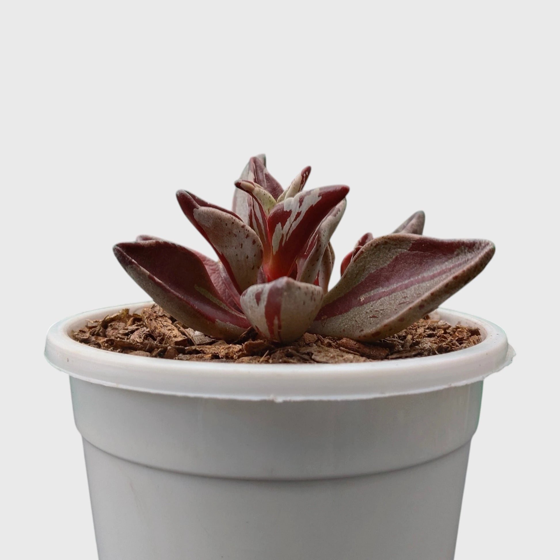 Lenophyllum Guttatum – Rare Speckled Succulent Plant with Premium Coloration | Bare Rooted