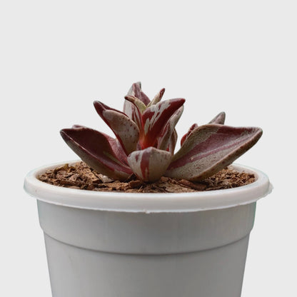 Lenophyllum Guttatum – Rare Speckled Succulent Plant with Premium Coloration | Bare Rooted