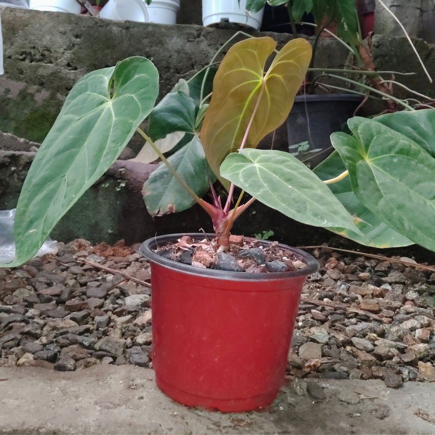 Anthurium Papillilaminum – Rare Velvet Foliage Plant (15–30 cm Height, 3–5 Leaves)