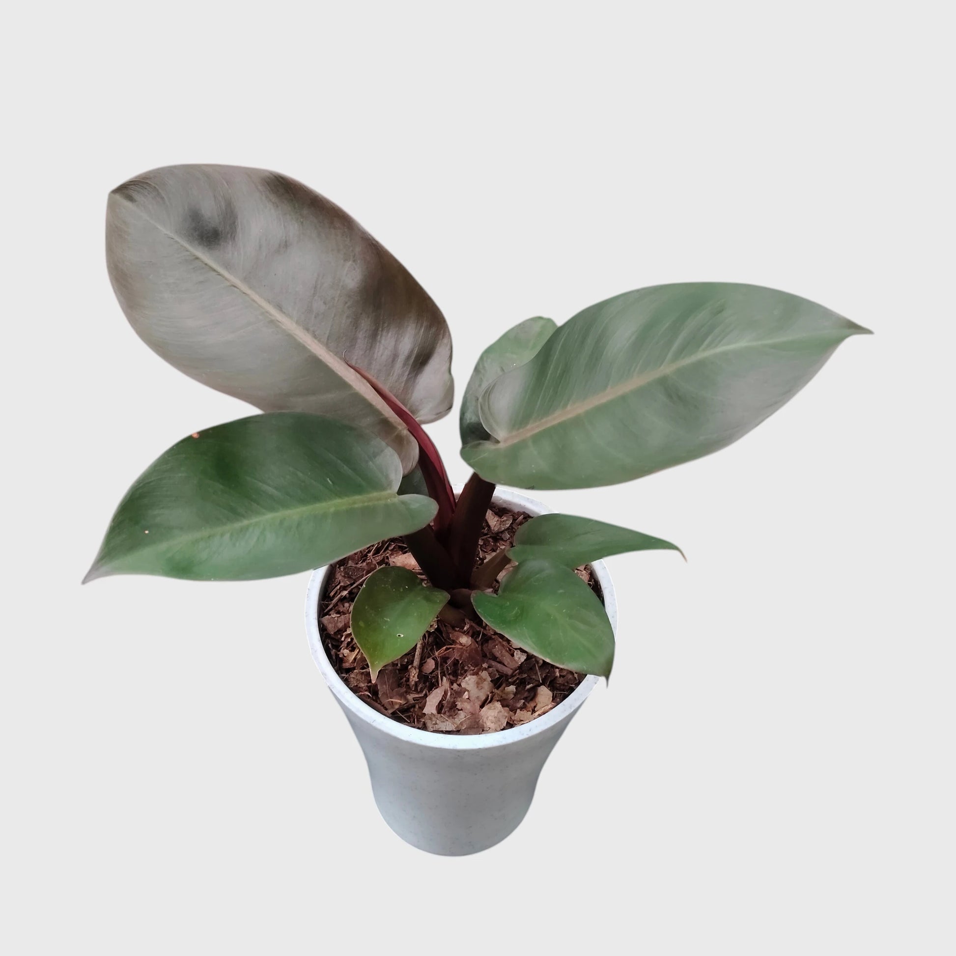 Rare Philodendron Black Cardinal | Well Rooted Mature Indoor Plant