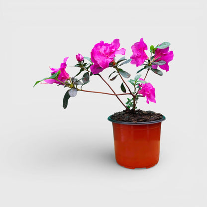 Azalea Shanghai Baby – Elegant Indoor and Outdoor Flowering Plant – Bare Rooted