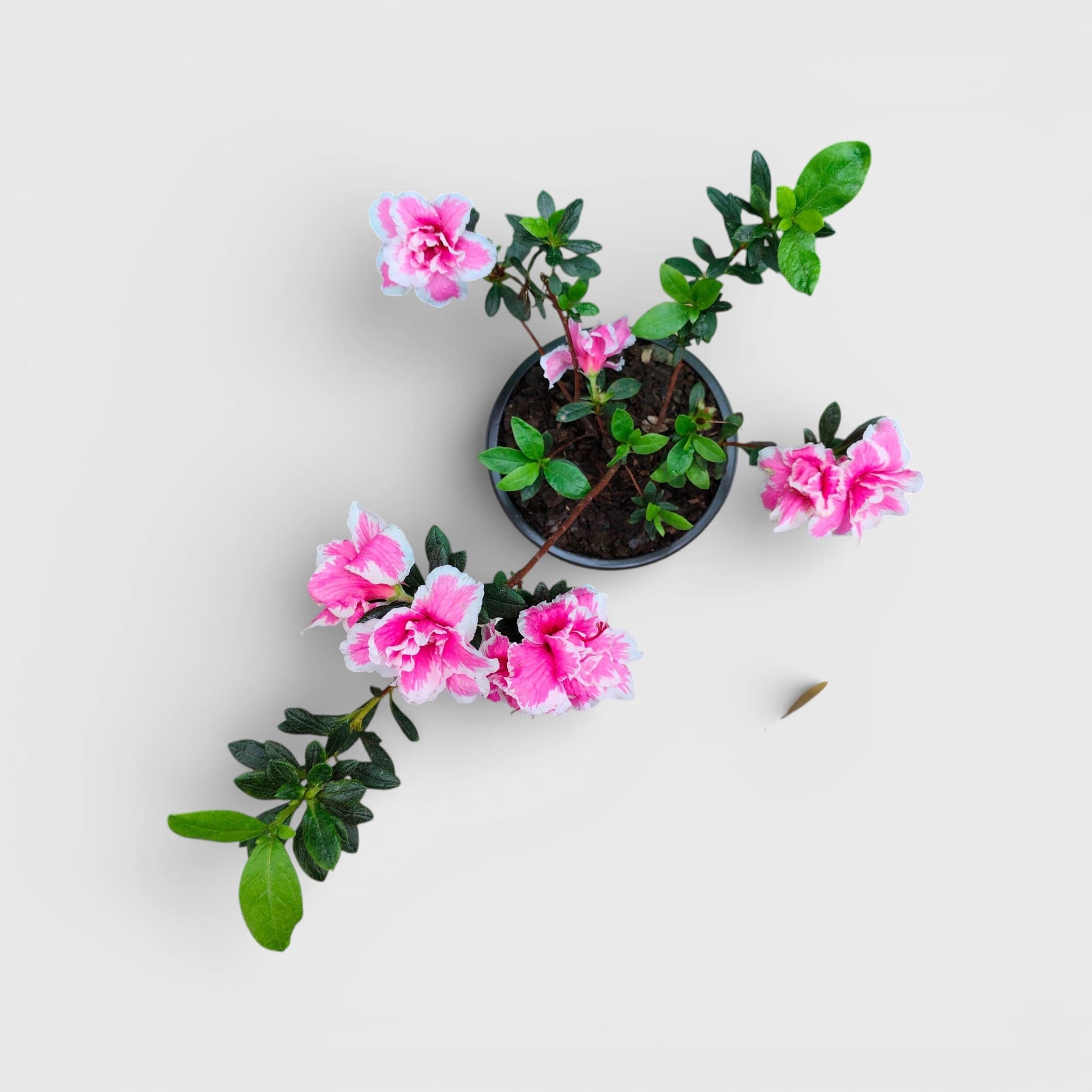 Azalea California Doll – Flowering Indoor Ornamental Plant | Bare Rooted