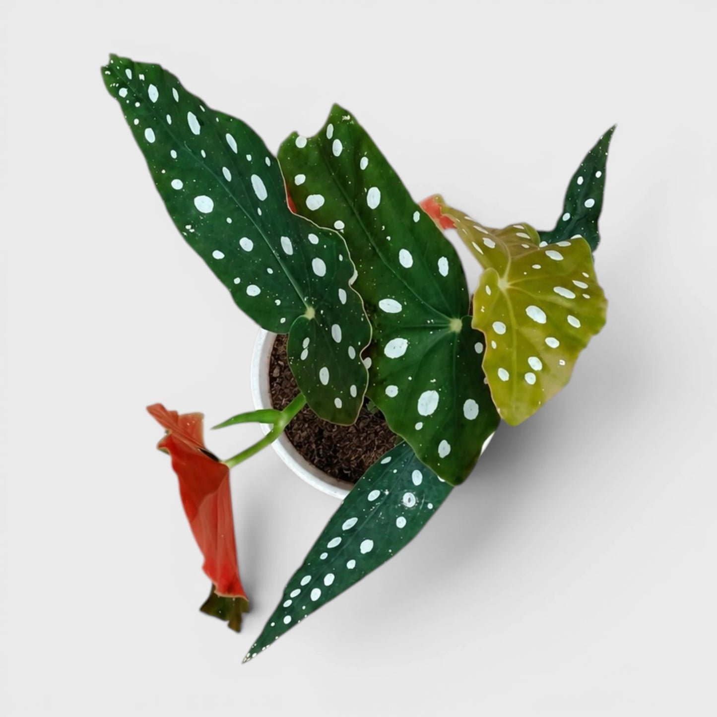 Begonia Maculata (Polka Dot Begonia) | Mature Indoor Plant