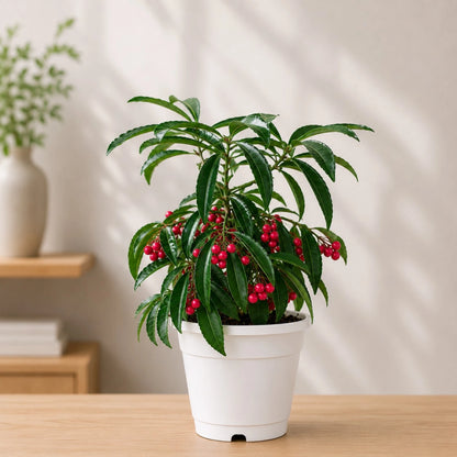 Decorative Berry Plant for Gardens