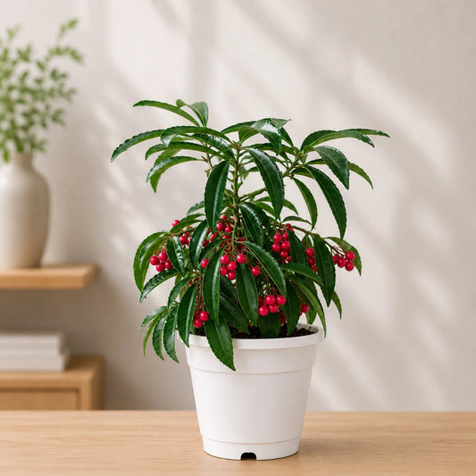 Ardisia Crenata (Coral Berry Plant) | Well Rooted Mature Ornamental Berry Plant
