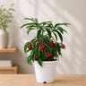 Ardisia Crenata (Coral Berry Plant) | Well Rooted Mature Ornamental Berry Plant