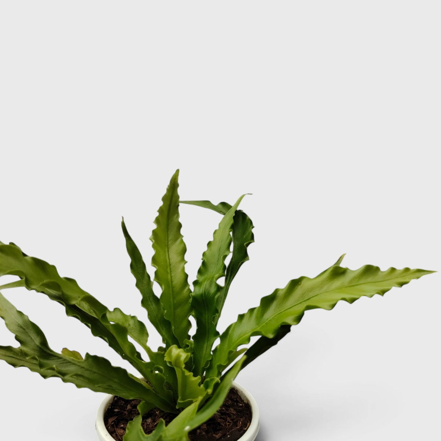 Bird's Nest Fern (Asplenium nidus) | Mature Indoor Air Purifying Fern