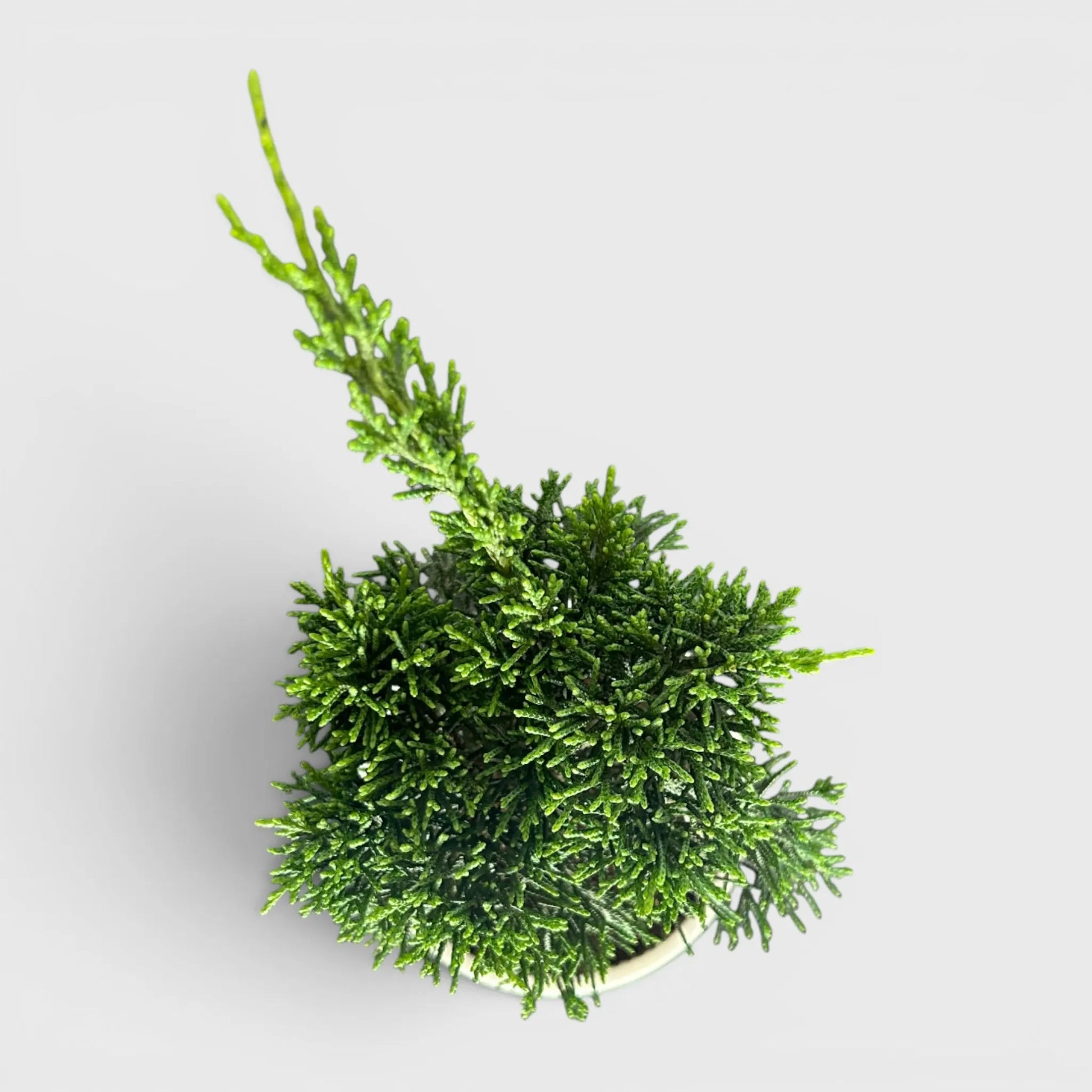 Chinese Pine Dwarf – Mini Bonsai Style Indoor Conifer Plant (13–17 CM)