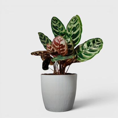 Peacock Plant – Calathea Makoyana (Cathedral Windows Plant) - Live Plant
