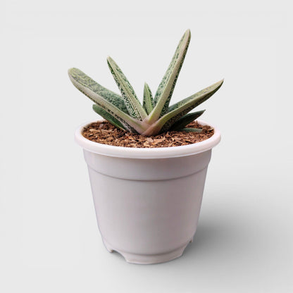Gasteria Little Warty Hybrid – Rare Succulent | Bare Rooted