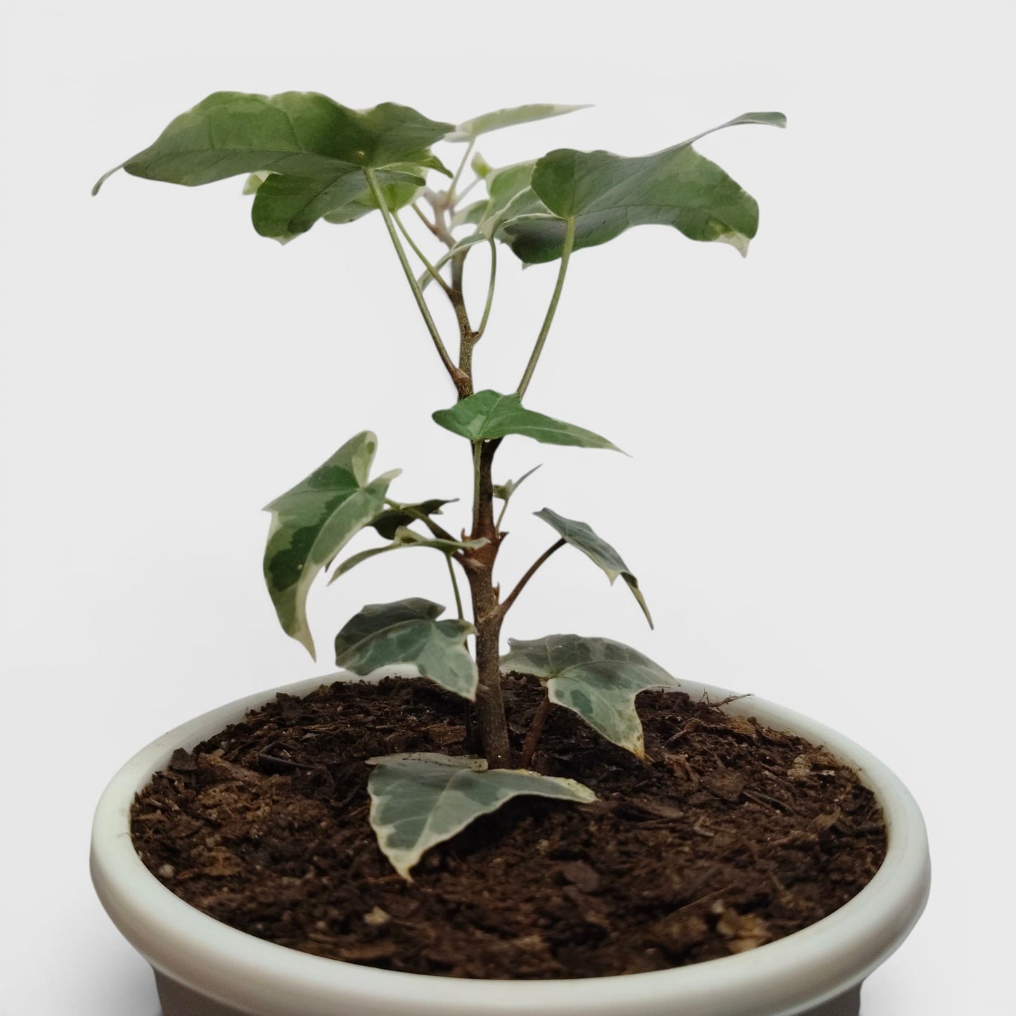 Glacier Hedera Helix New Hybrid – Variegated Trailing Hanging Ivy Plant | Bare Rooted
