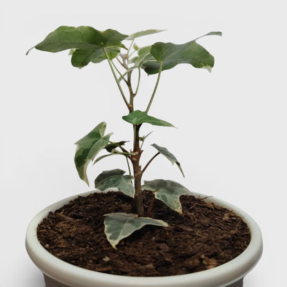 Glacier Hedera Helix New Hybrid – Variegated Trailing Hanging Ivy Plant | Bare Rooted