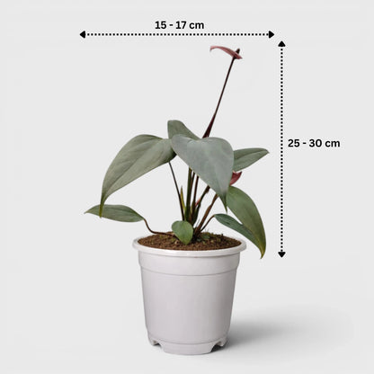 Dwarf Anthurium – Compact Flowering Anthurium | Premium Indoor Plant for Home & Office