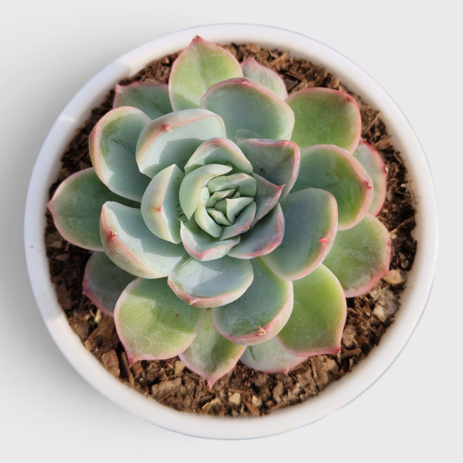 Echeveria Moon Fairy – Rare Pastel Rosette Succulent Indoor Plant | Bare Rooted