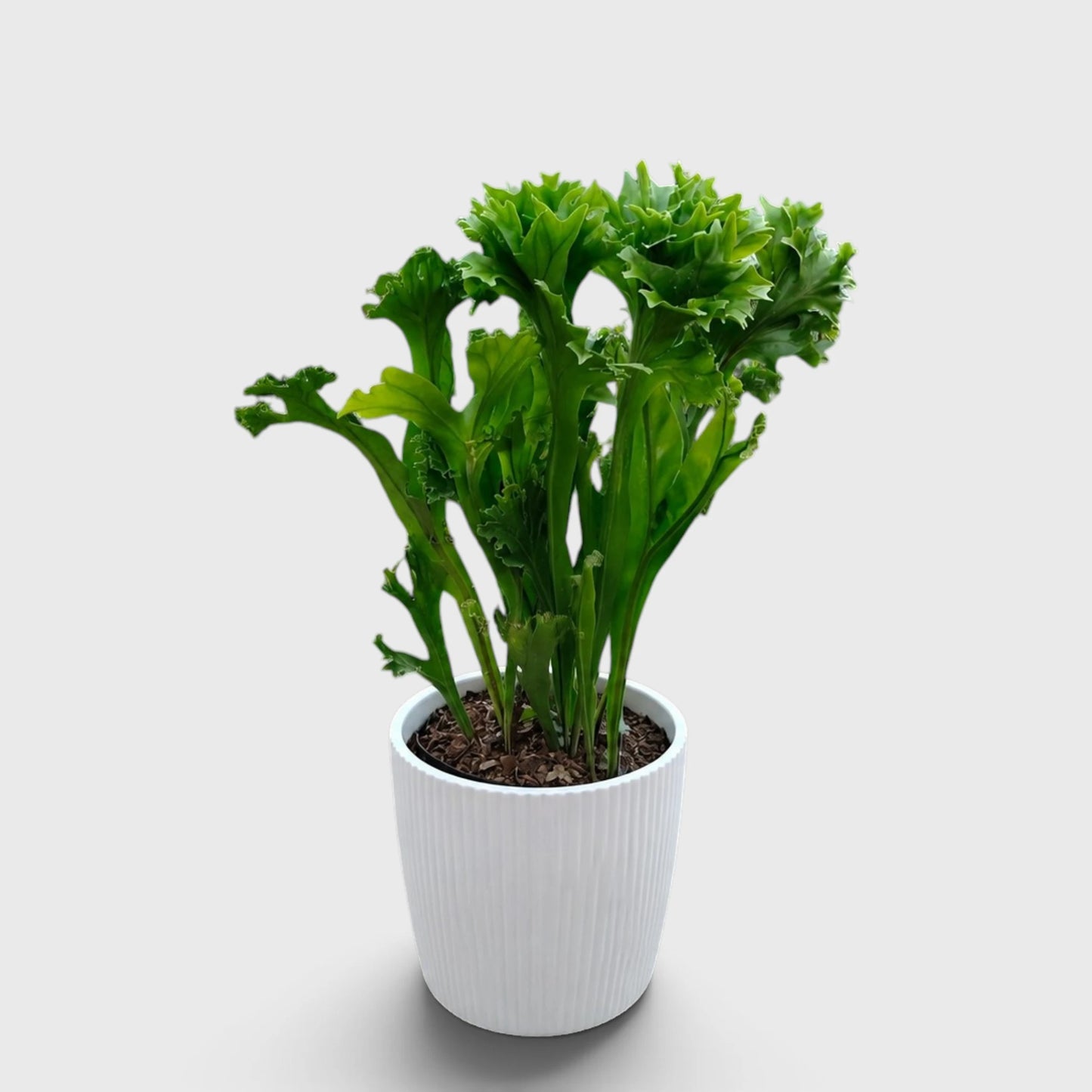 Green Flame Fern (Microsorum punctatum) – Lush Tropical Indoor Fern