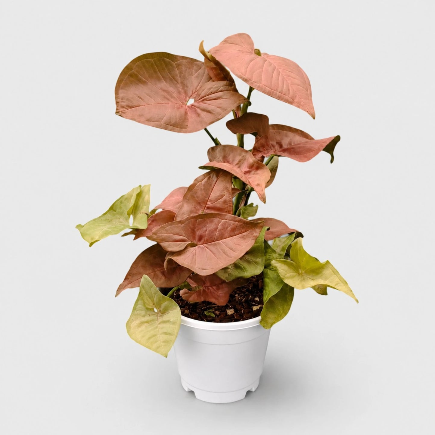 Syngonium Pink – Pink Arrowhead Plant | Easy Care Indoor Foliage Plant | Perfect for Home Decor