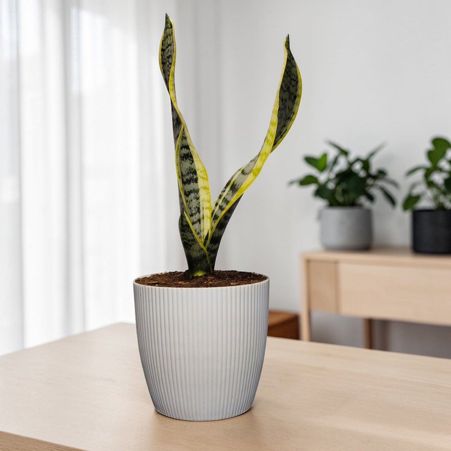 Decorative snake plant for home