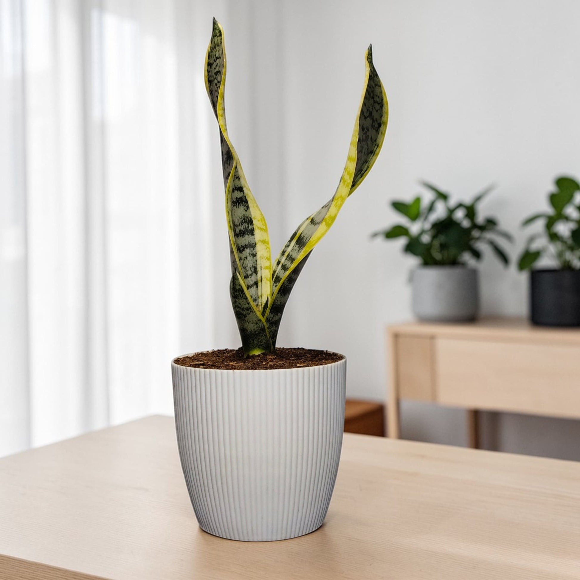 Decorative snake plant for home
