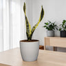 Sansevieria Laurentii – Snake Plant | Indoor Air Purifier | Bare Rooted