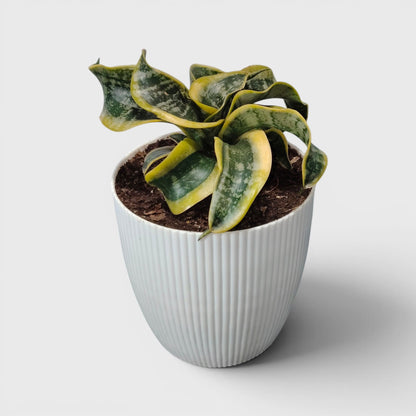 Sansevieria Twister (Tsunami Snake Plant) – Air Purifying Indoor Plant | Bare Rooted
