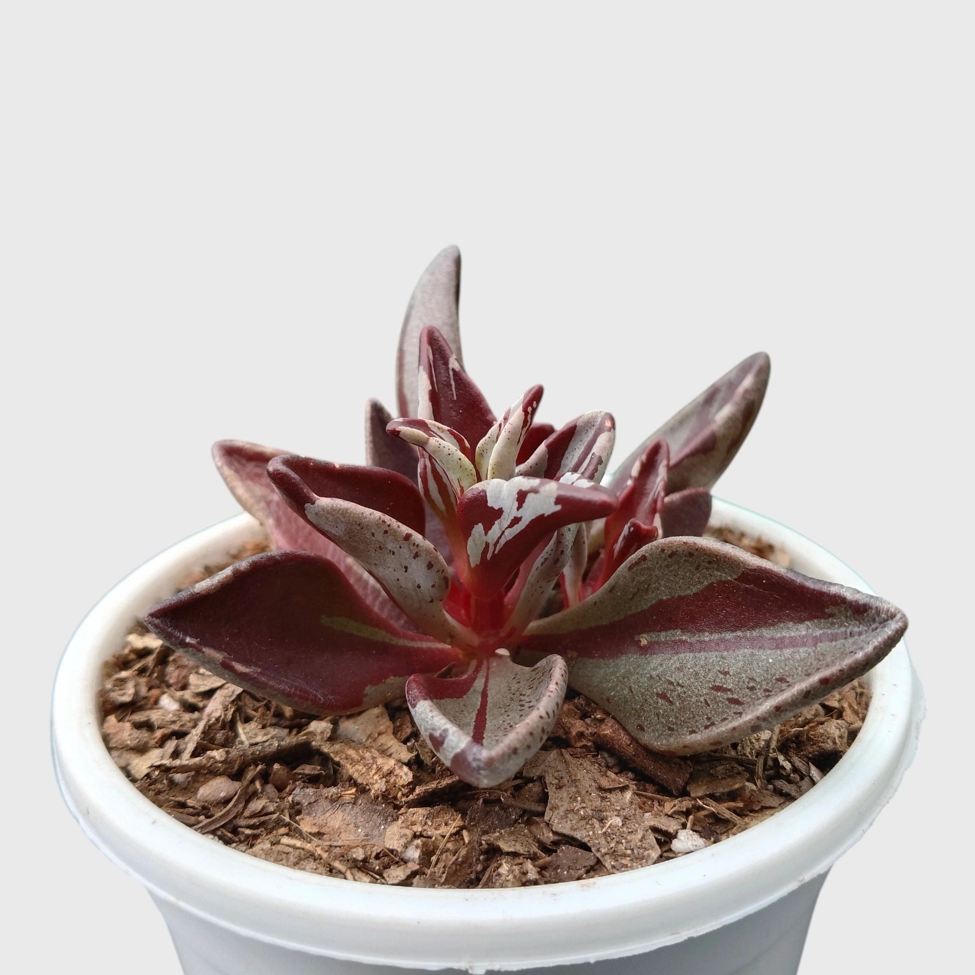 Lenophyllum Guttatum – Rare Speckled Succulent Plant with Premium Coloration | Bare Rooted