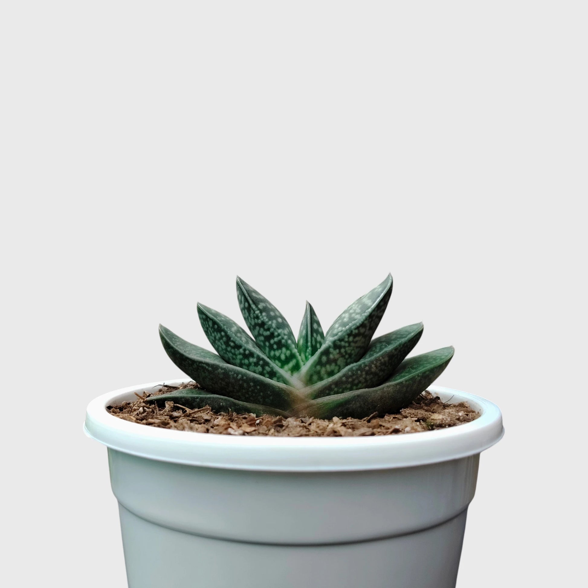 Gasteria Liliputana – Miniature Textured Succulent Indoor Plant