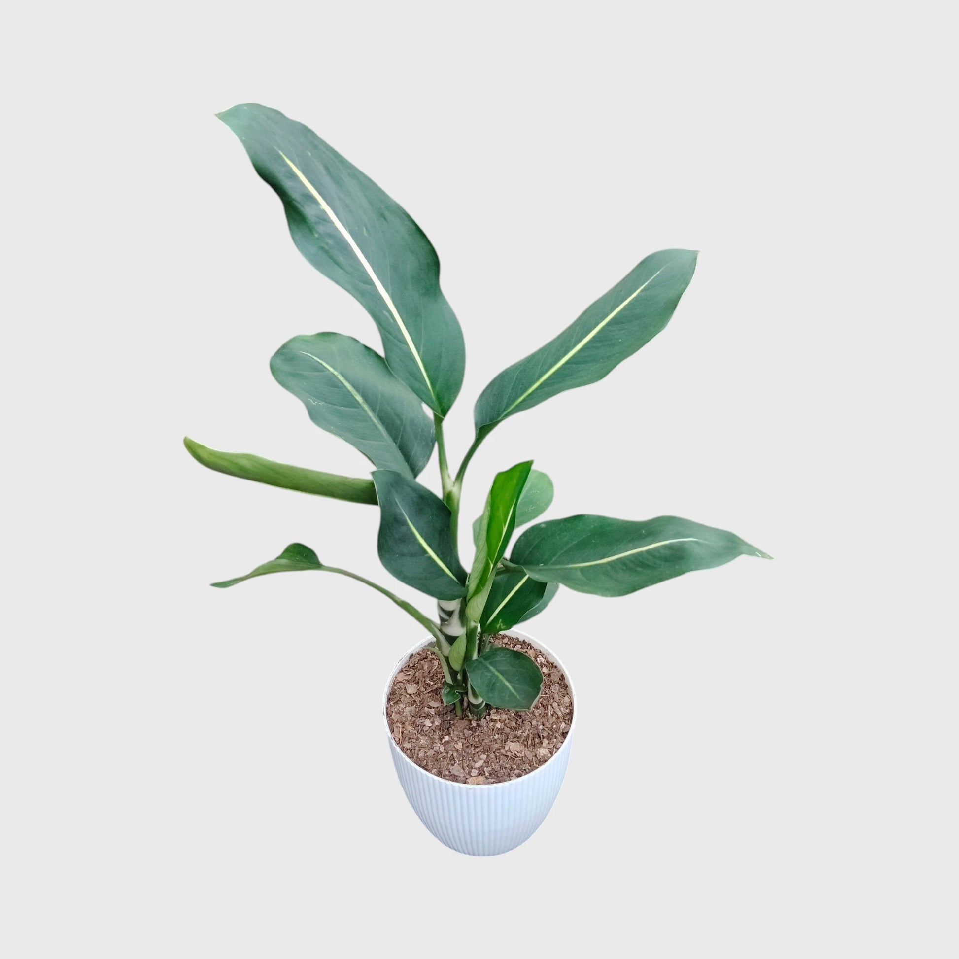 Dieffenbachia Oerstedii – Premium Modern Indoor Statement Plant | With Pot