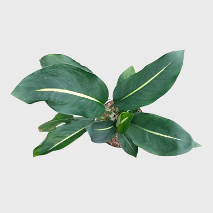 Dieffenbachia Oerstedii – Premium Modern Indoor Statement Plant | With Pot