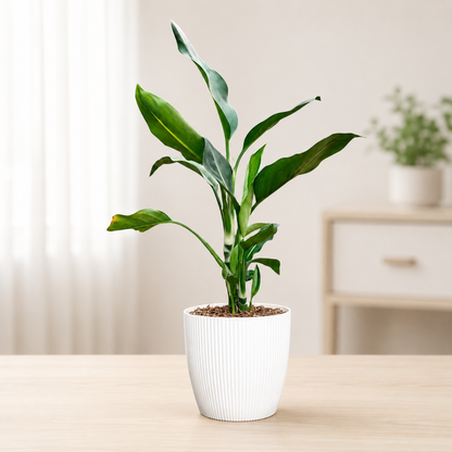 Dieffenbachia Oerstedii – Premium Modern Indoor Statement Plant | With Pot
