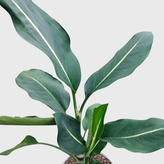 Dieffenbachia Oerstedii – Premium Modern Indoor Statement Plant | With Pot