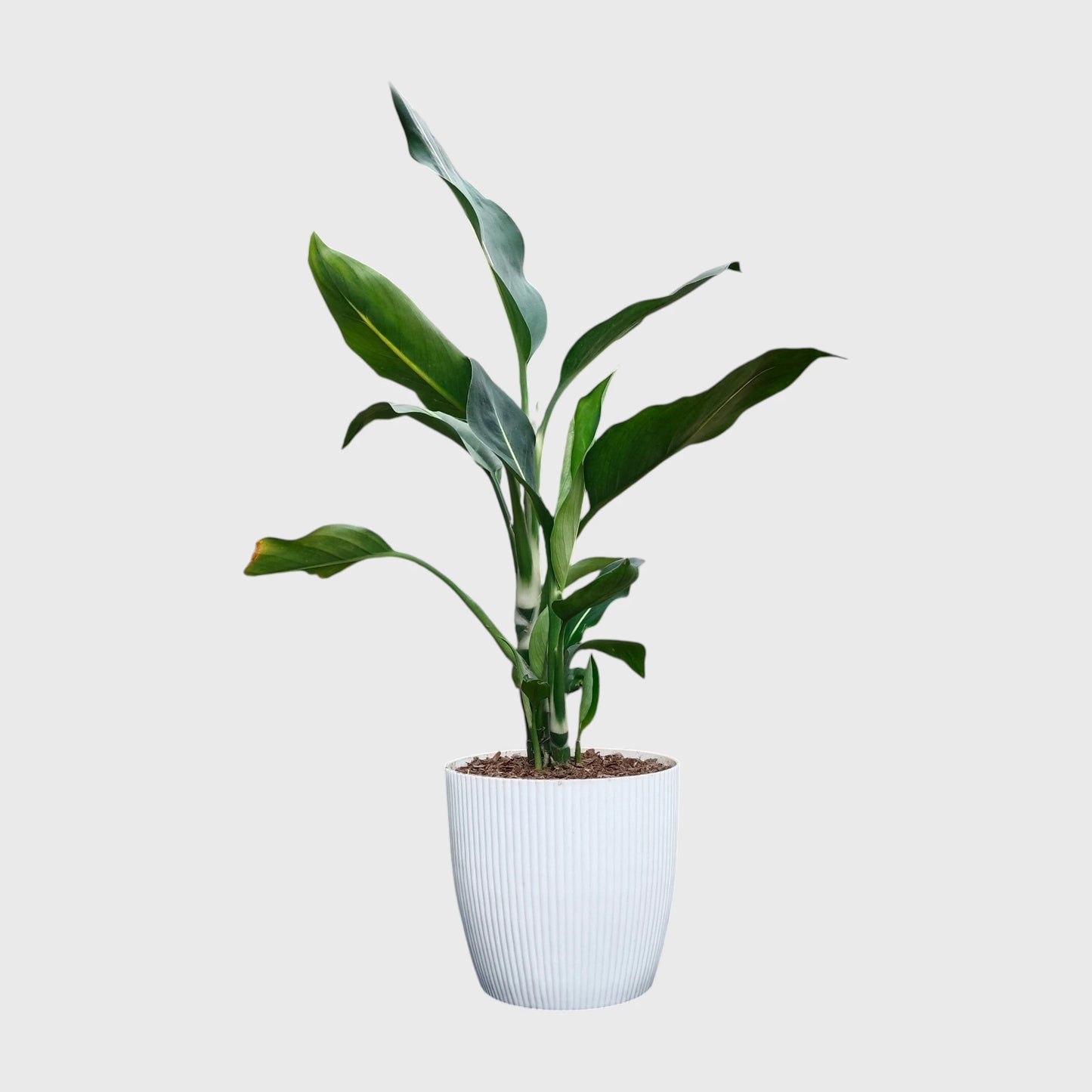 Dieffenbachia Oerstedii – Premium Modern Indoor Statement Plant | With Pot