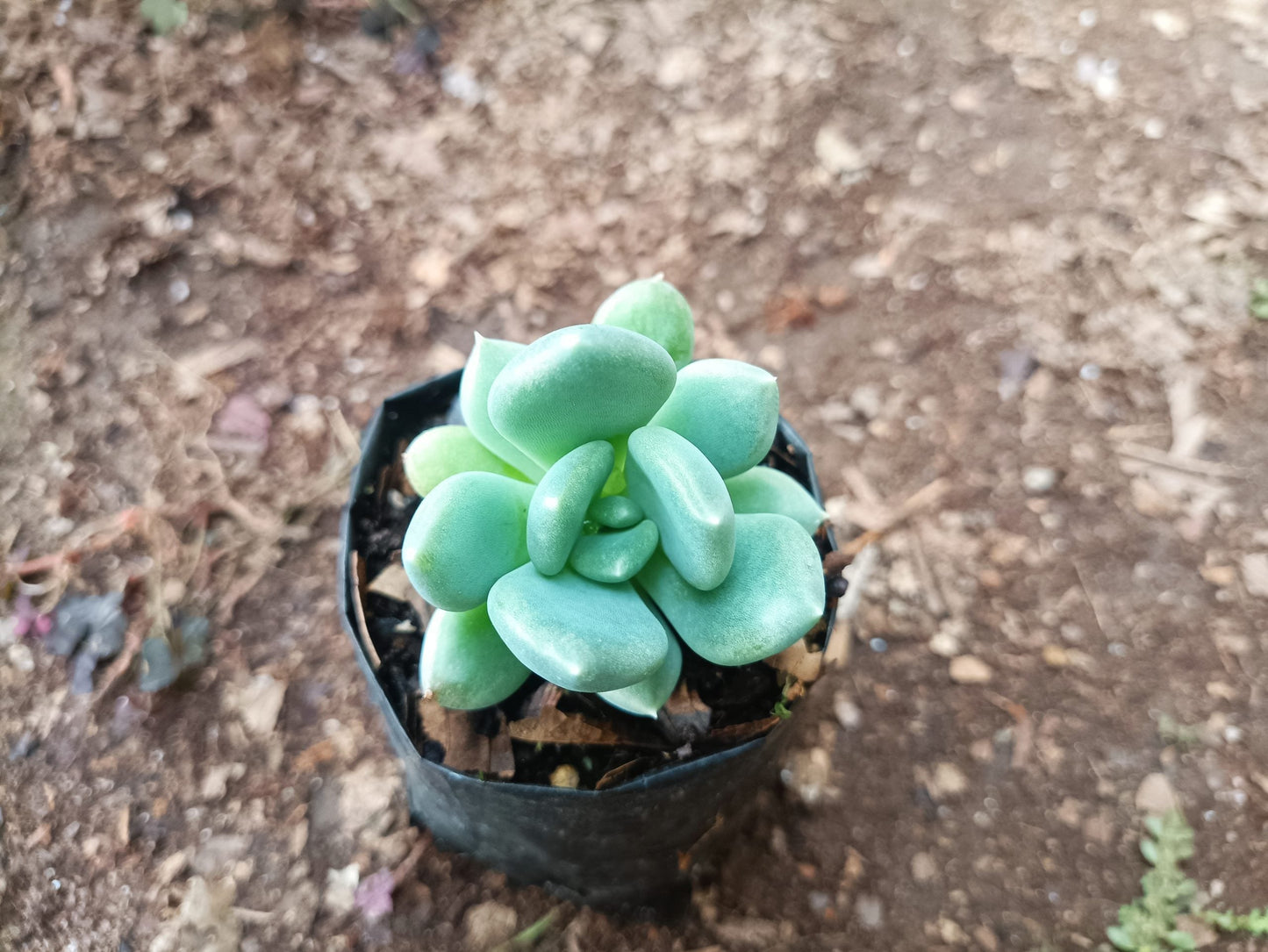 Discover the Beauty of Pachyveria Pachyphytoides "Moonstones" Succulent Plant for Your Home or Office - My Store